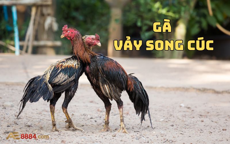 gà vảy song cúc