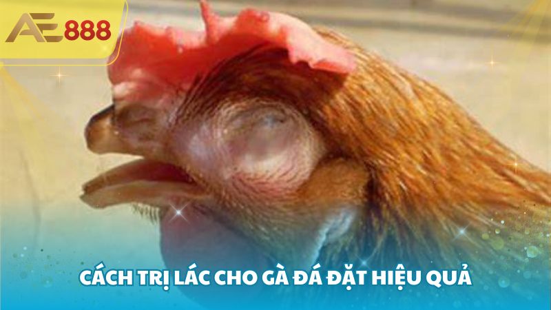 Cách trị lác cho gà đá đặt hiệu quả 