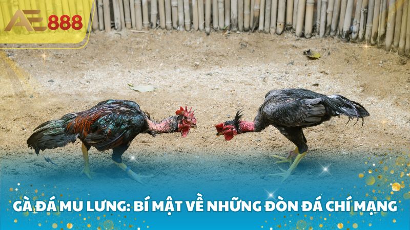 Gà đá mu lưng: Bí mật về những đòn đá chí mạng