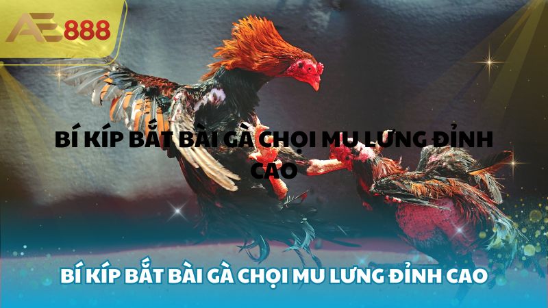 Bí kíp bắt bài gà chọi mu lưng đỉnh cao