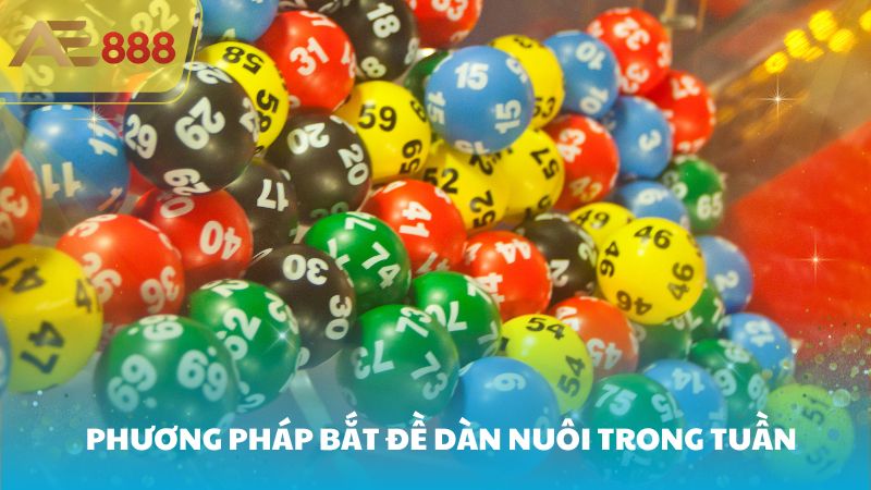 Phương pháp bắt đề dàn nuôi trong tuần